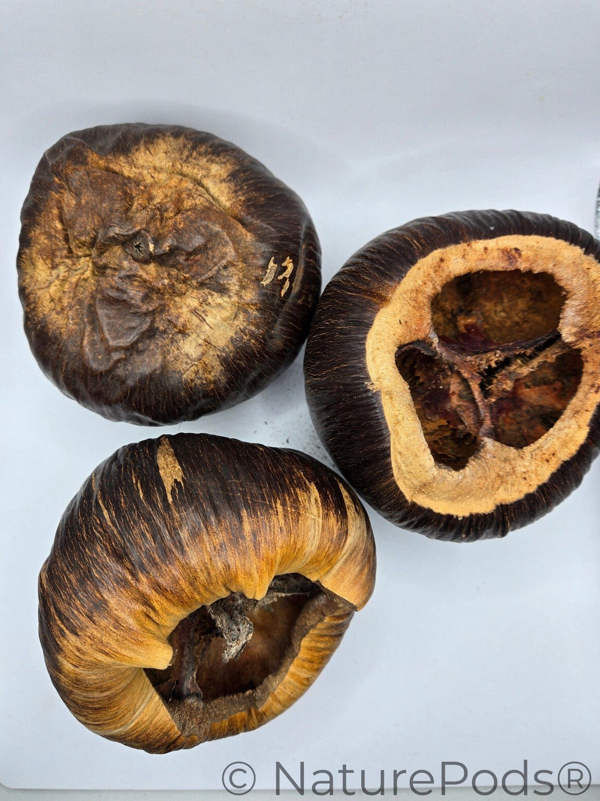 Natural Dried Talami Pods (Borassus flabellifer)