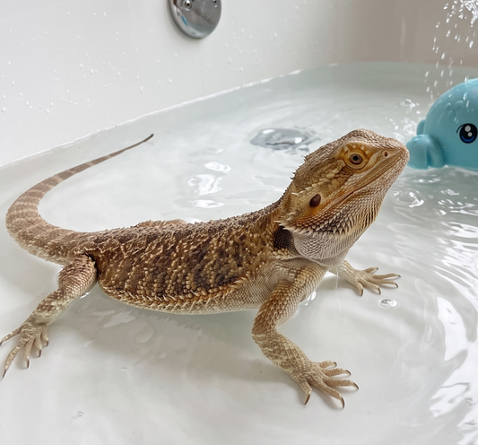 ⚠️ Reptile Splash Pool Safety Guidelines⚠️