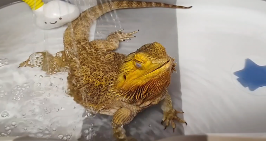 Reptile Splash Pool Safety Guidelines