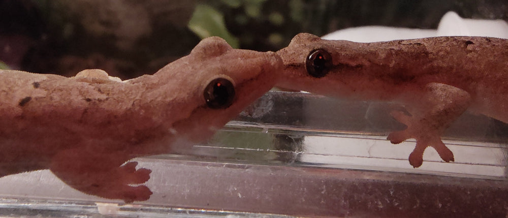 Meet the Family: The Scaly, Spiky, and Furry Crew Behind Rachel’s Reptile Resource