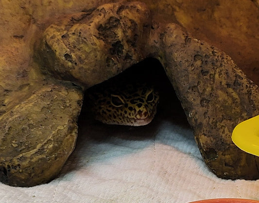 Leopard Gecko Setup Guide