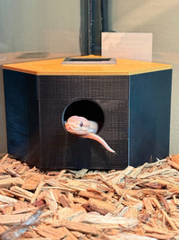 Enrichment and Decor
