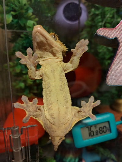 Arboreal Geckos