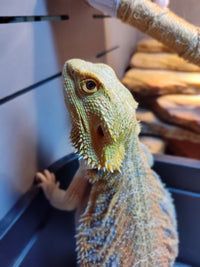 Bearded Dragon Lovers Collection