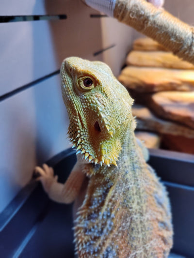Bearded Dragon Lovers Collection