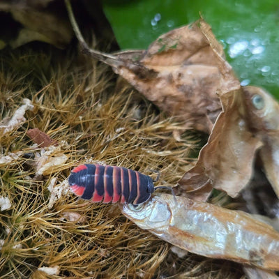 Isopods