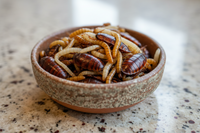 Live Insects