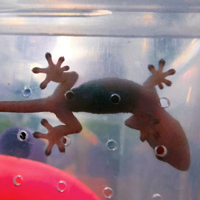 Gecko Lovers Collection