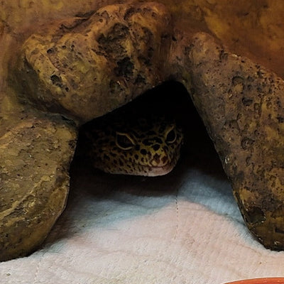 Terrestrial Geckos
