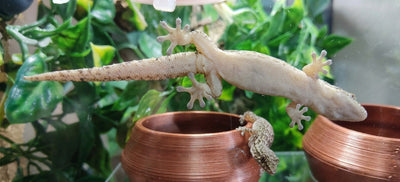 Mourning Geckos