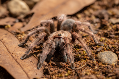 Isopods & Invertebrates