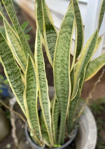 Live Plants