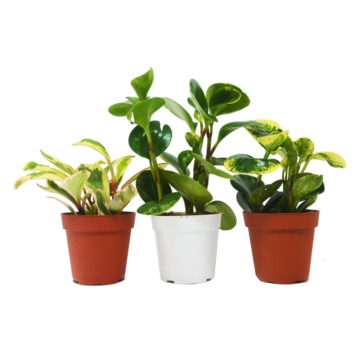 Peperomia Starter Trio – 4" Pots (Peperomia obtusifolia Cultivars)