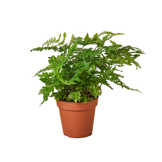 Autumn Fern (Dryopteris erythrosora)