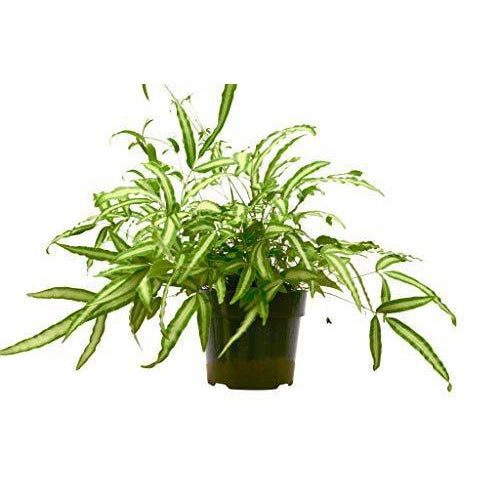 Silver Ribbon Fern (Pteris cretica var. albolineata)