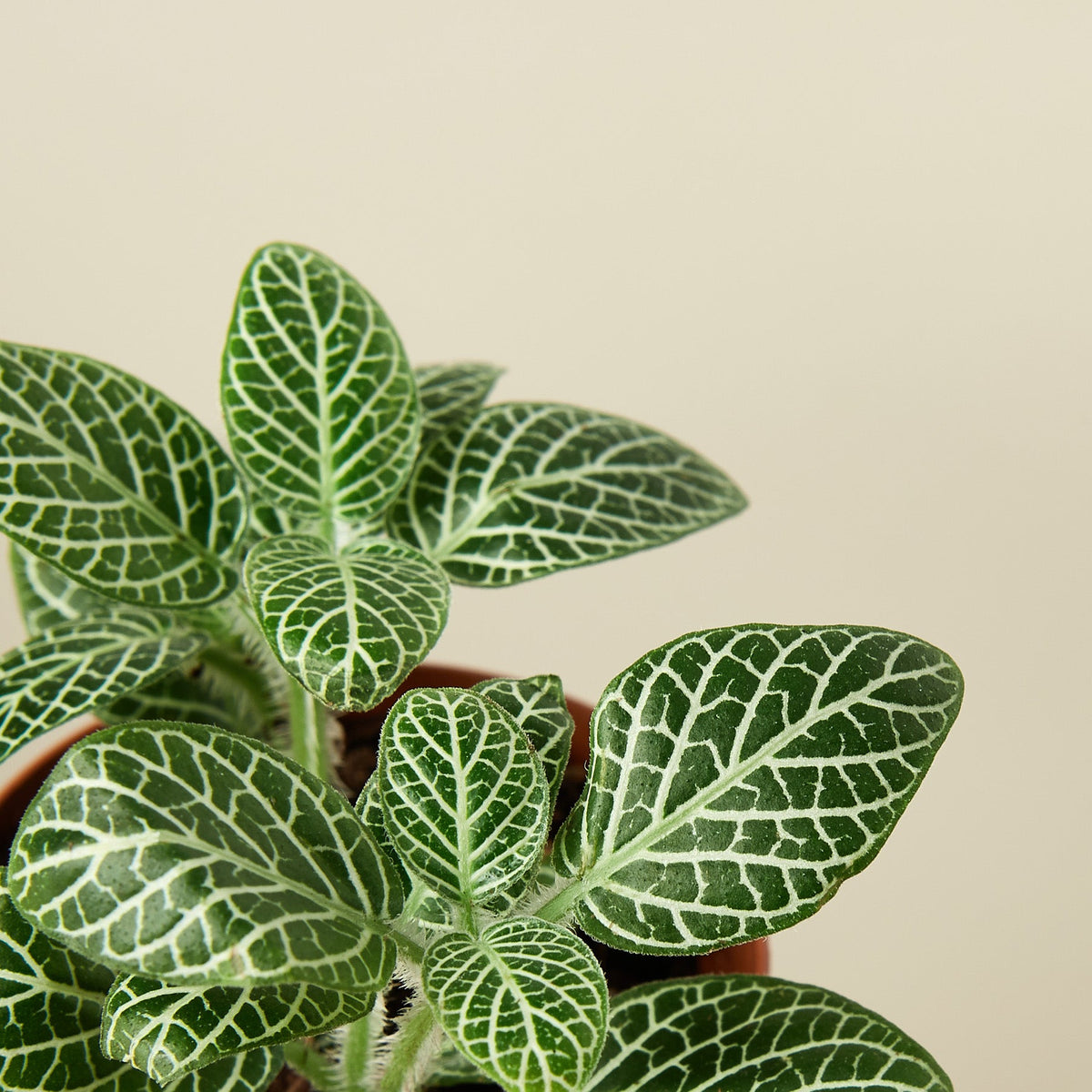 White Nerve Plant (Fittonia albivenis 'White')