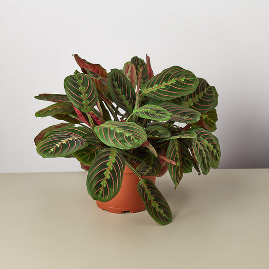 Red Prayer Plant (Maranta leuconeura var. erythroneura / 'Red')