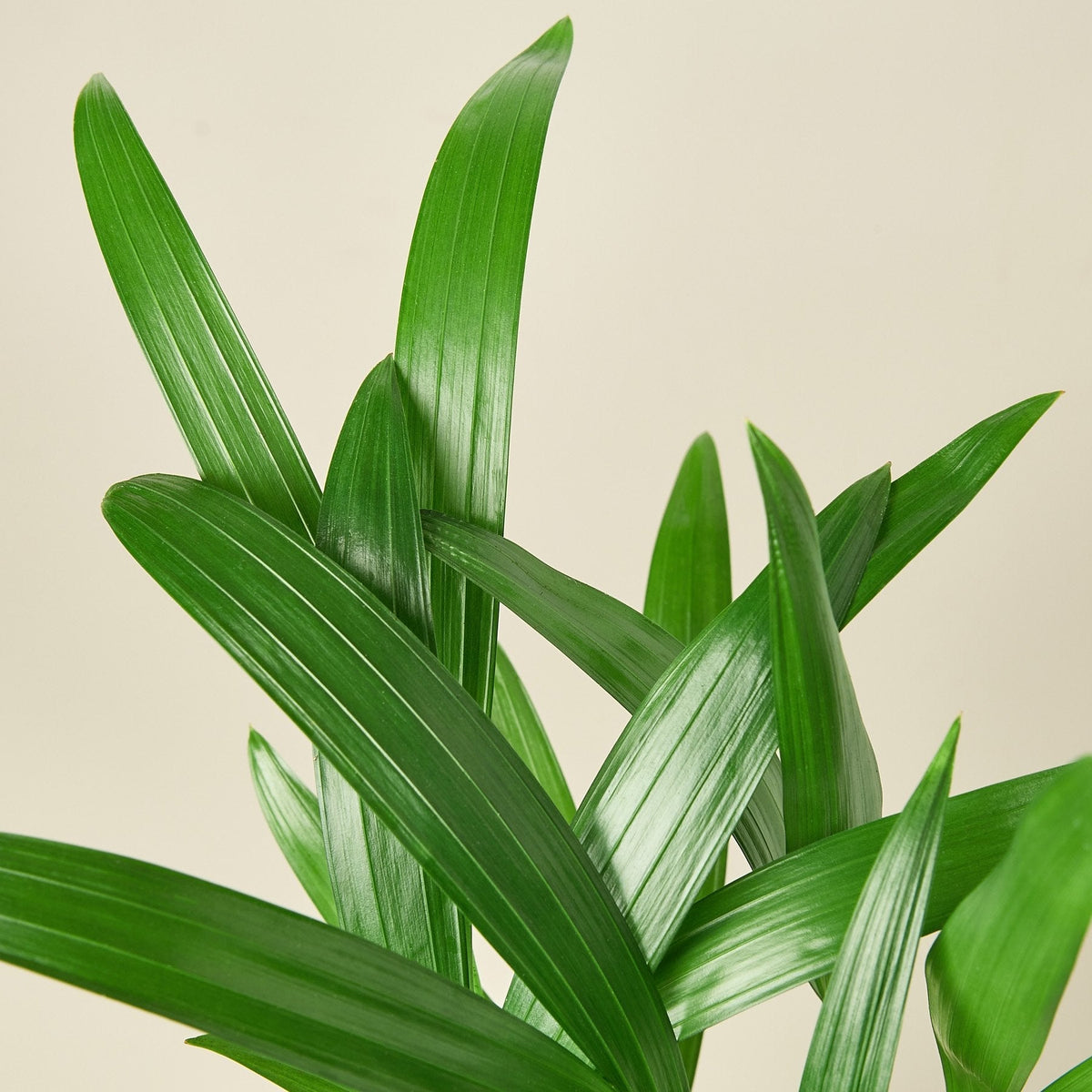 Areca Palm (Dypsis lutescens)