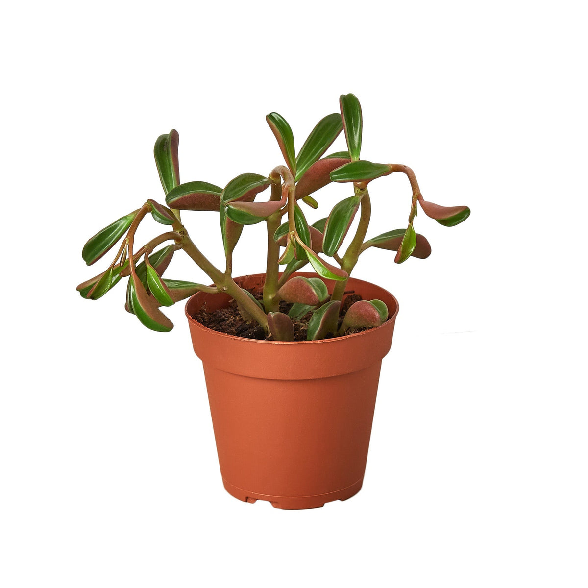 Ruby Glow Peperomia (Peperomia graveolens)
