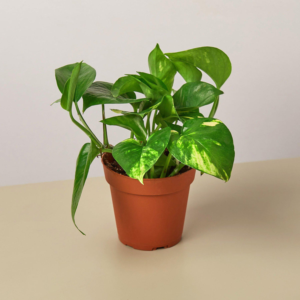 Golden Pothos Variegated (Epipremnum aureum)