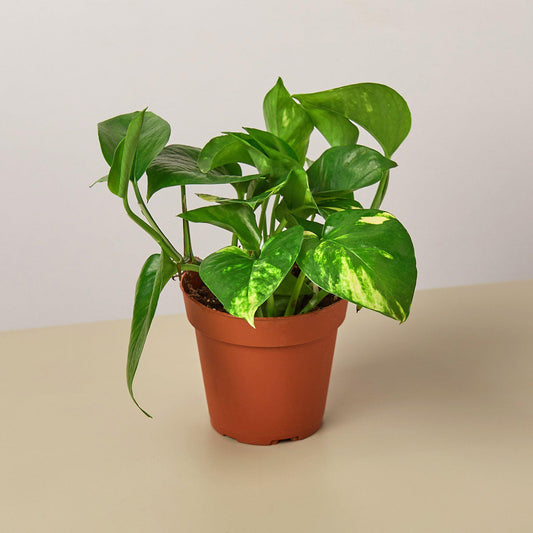 Golden Pothos Variegated (Epipremnum aureum)