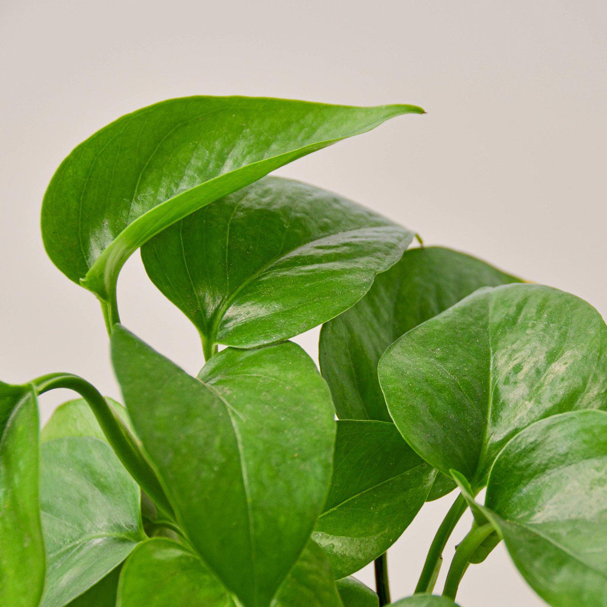 Green Queen Pothos (Epipremnum aureum 'Green Queen')
