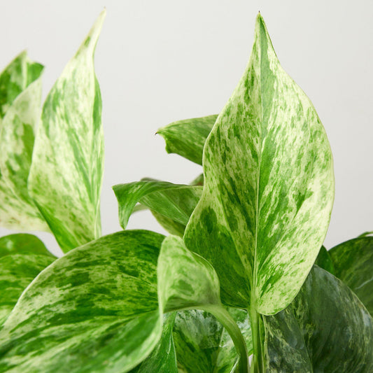 Marble Queen Pothos (Epipremnum aureum 'Marble Queen')