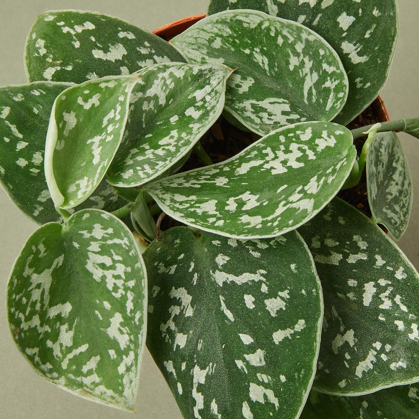 Satin Pothos / Silver Vine (Scindapsus pictus 'Argyraeus')