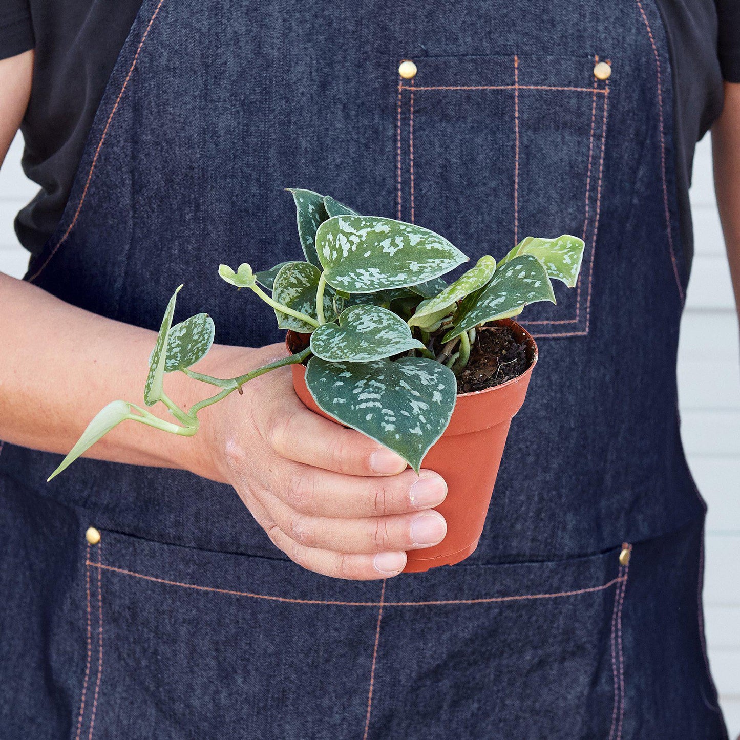 Satin Pothos / Silver Vine (Scindapsus pictus 'Argyraeus')