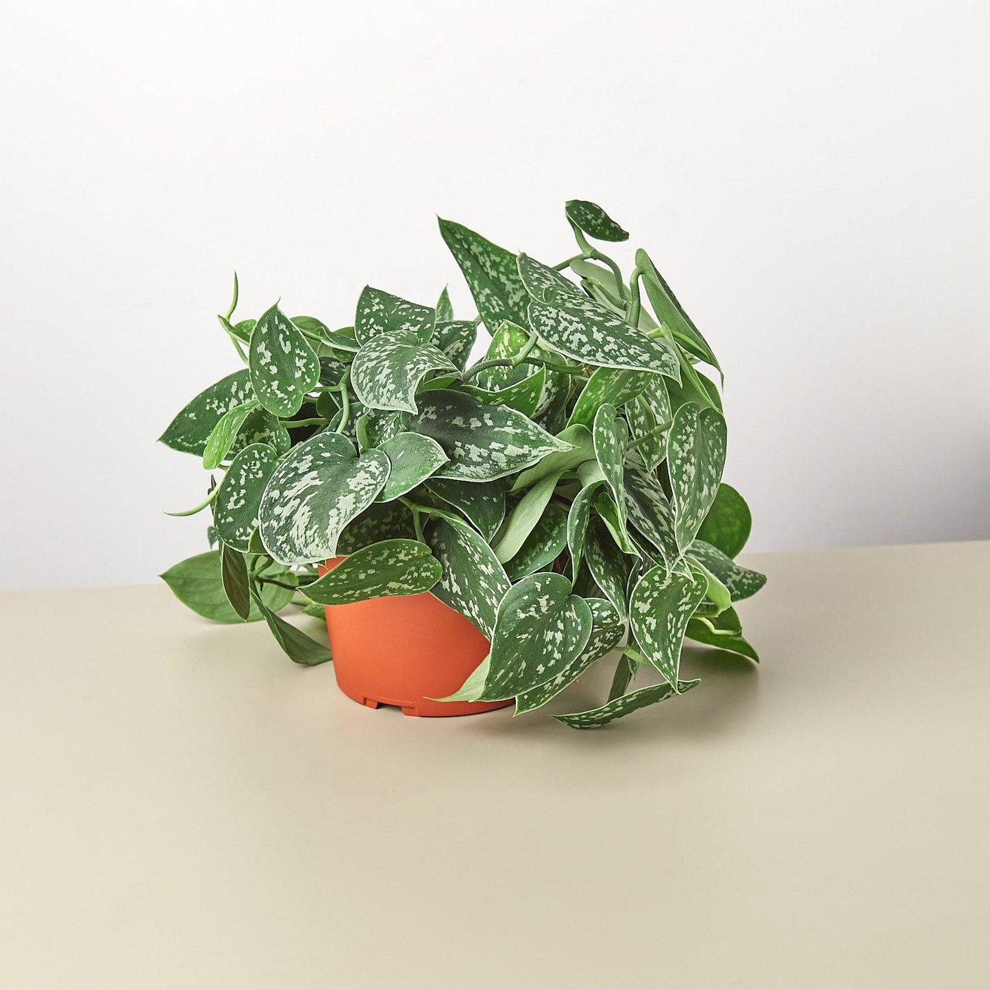 Satin Pothos / Silver Vine (Scindapsus pictus 'Argyraeus')