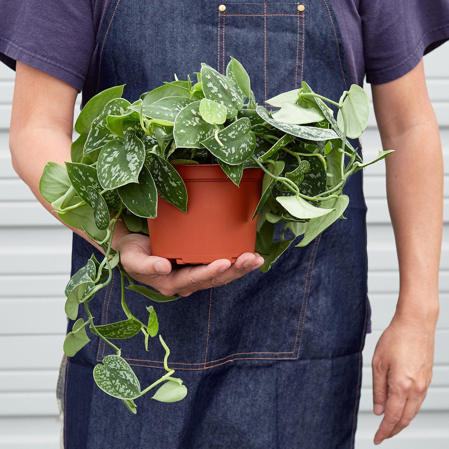 Satin Pothos / Silver Vine (Scindapsus pictus 'Argyraeus')