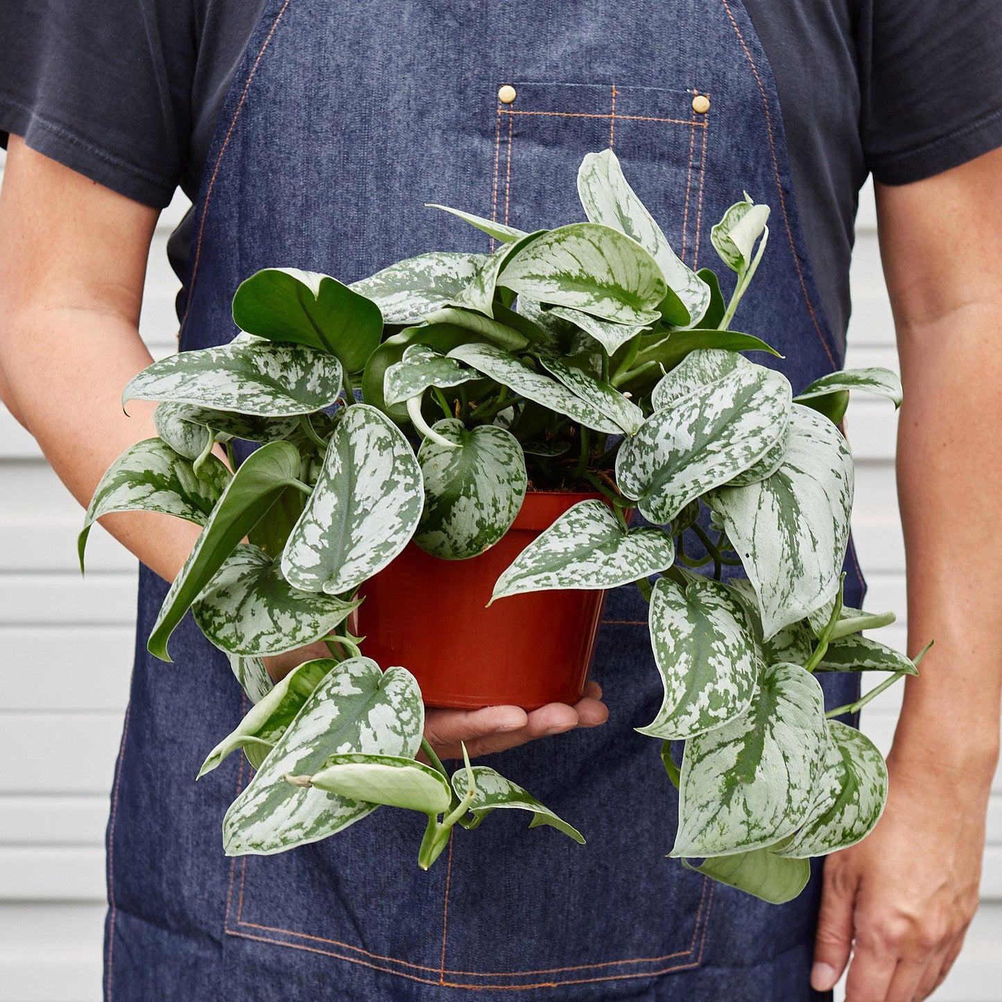 Exotica Satin Pothos (Scindapsus pictus 'Exotica')