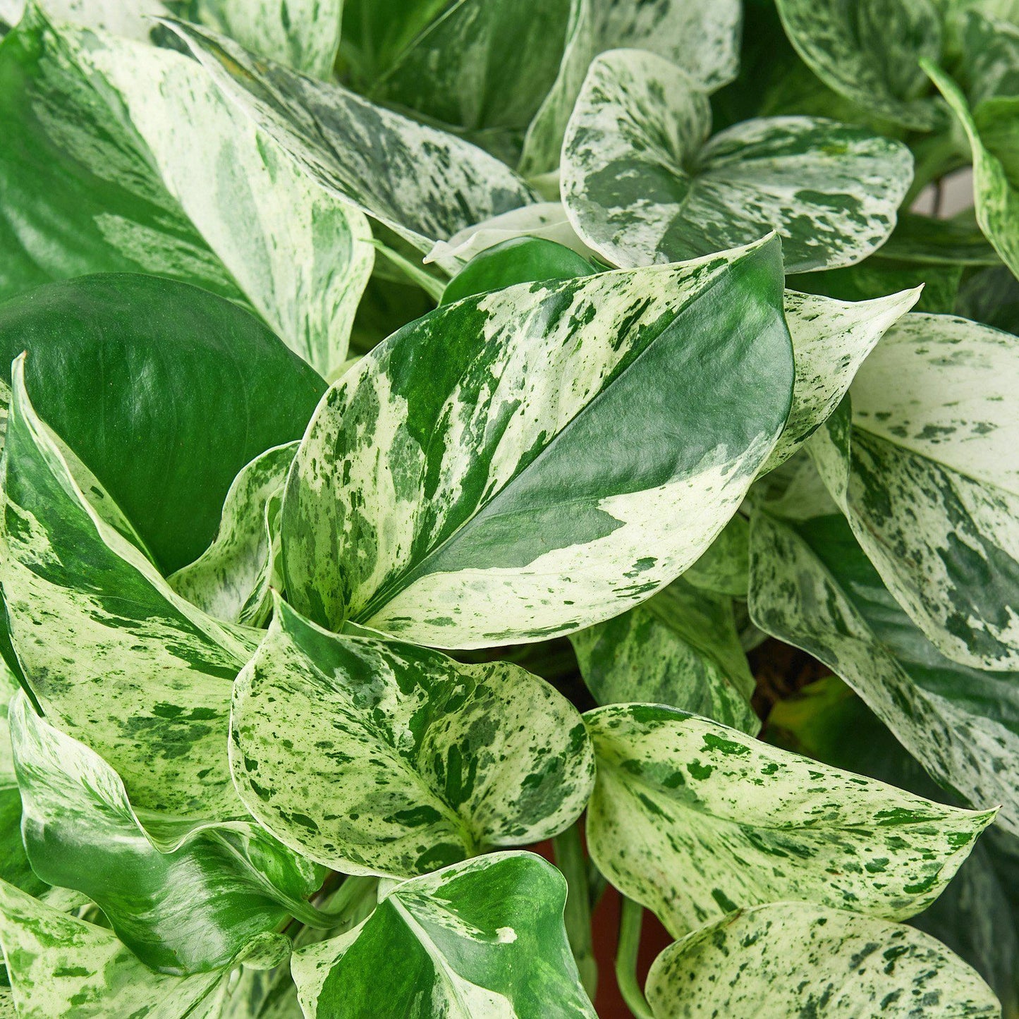 Marble Queen Pothos (Epipremnum aureum 'Marble Queen')