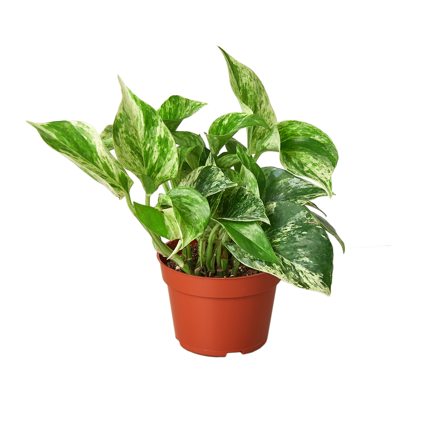 Marble Queen Pothos (Epipremnum aureum 'Marble Queen')