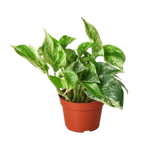 Marble Queen Pothos (Epipremnum aureum 'Marble Queen')