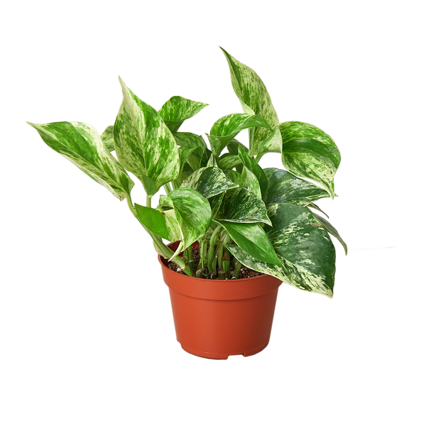 Marble Queen Pothos (Epipremnum aureum 'Marble Queen')