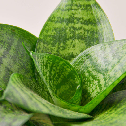 Snake Plant 'Forest Star' (Sansevieria trifasciata 'Forest Star' / Dracaena trifasciata)