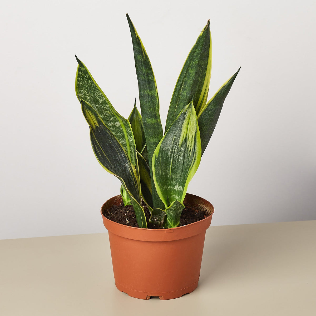 Snake Plant 'Golden Flame' (Sansevieria trifasciata 'Golden Flame' / Dracaena trifasciata)