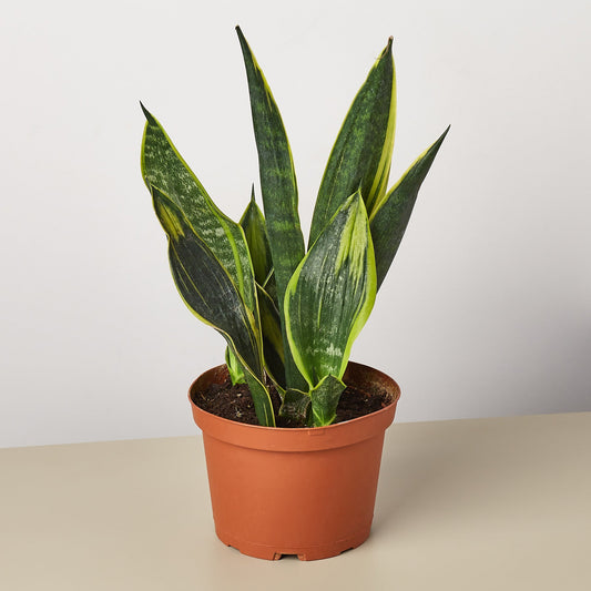 Snake Plant 'Golden Flame' (Sansevieria trifasciata 'Golden Flame' / Dracaena trifasciata)