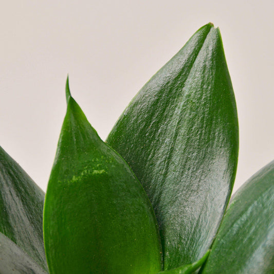 Snake Plant 'Jade' (Sansevieria trifasciata 'Jade' / Dracaena trifasciata)