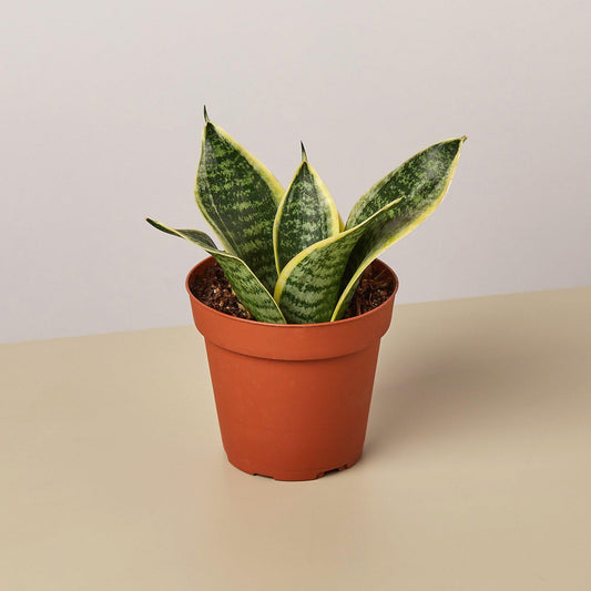 Snake Plant 'Laurentii Dwarf' (Sansevieria trifasciata 'Laurentii Dwarf' / Dracaena trifasciata)