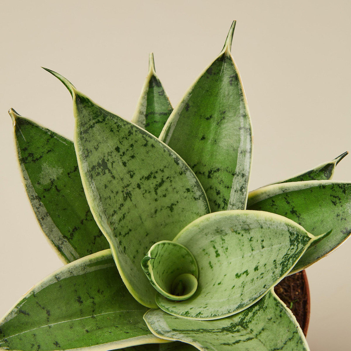 Snake Plant 'Starlight' (Sansevieria trifasciata 'Starlight' / Dracaena trifasciata)