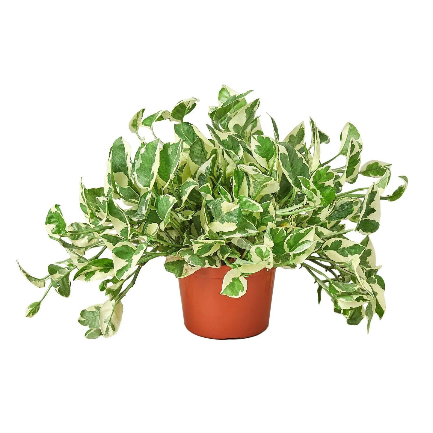 N'Joy Pothos (Epipremnum aureum 'N'Joy')
