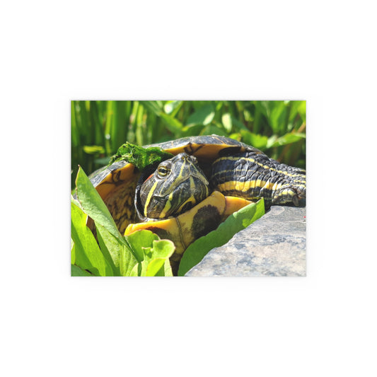 "Basking Beauty" Red-Eared Slider Premium Art Poster