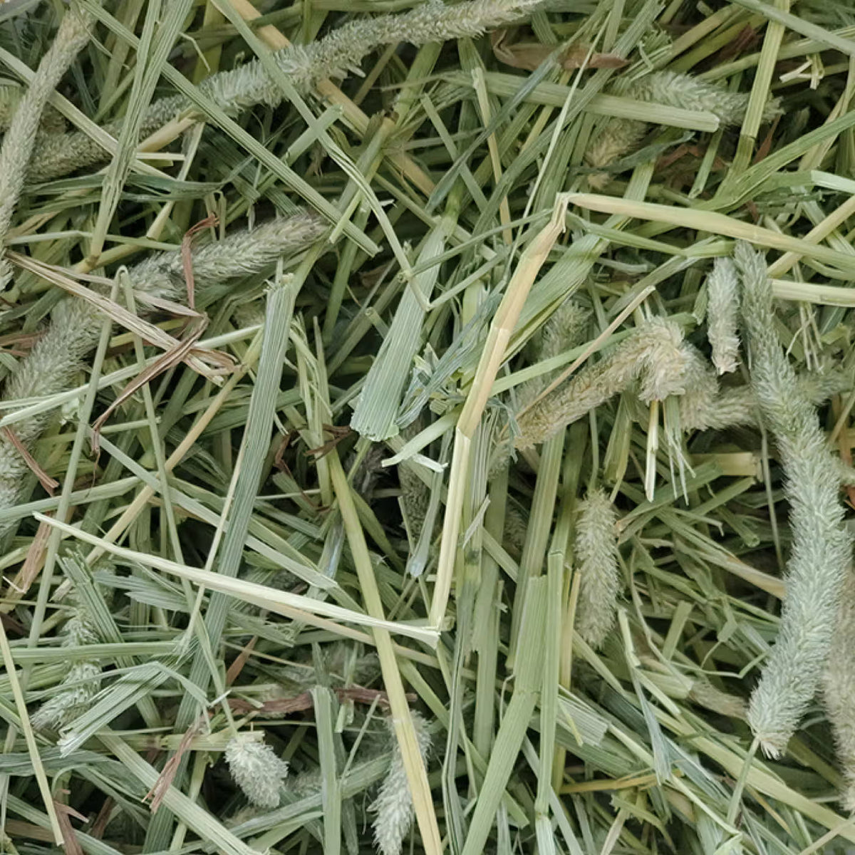 Standlee Premium Timothy Grass Hay (48 oz)