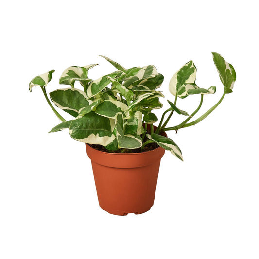 N'Joy Pothos (Epipremnum aureum 'N'Joy')