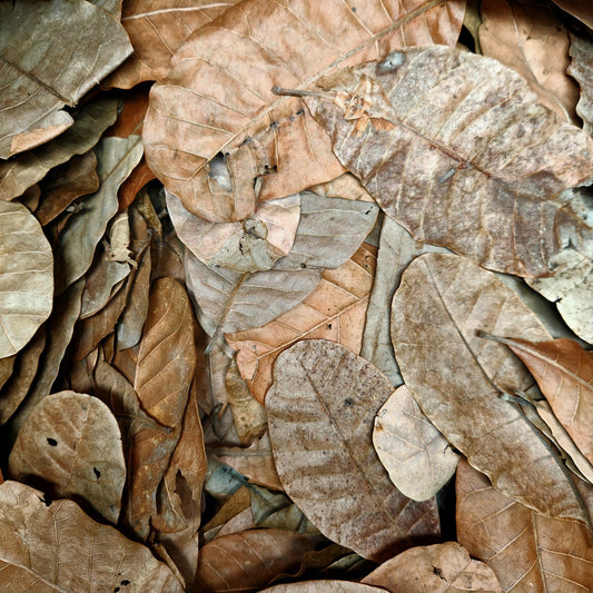 Peruvian Casho Leaf Litter (Anacardium occidentale) 1 oz Bag