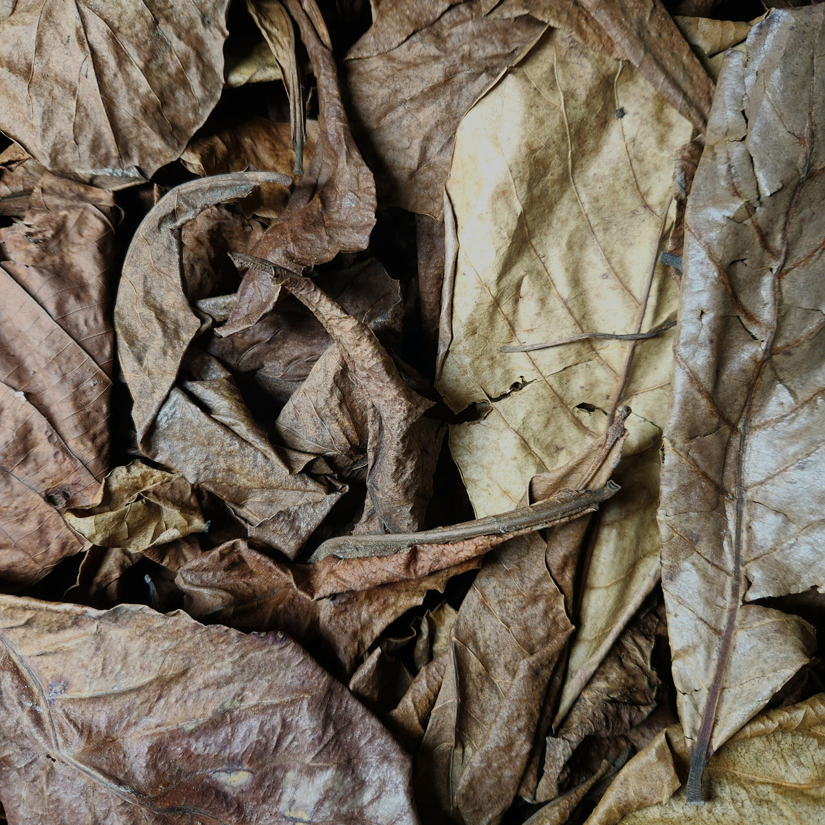 Peruvian Almendra Leaf Litter (Terminalia catappa) 1 oz Bag