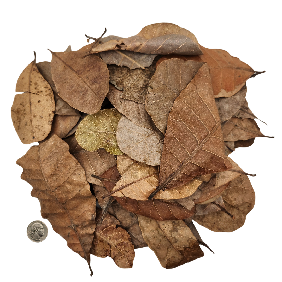 Peruvian Casho Leaf Litter (Anacardium occidentale) 1 oz Bag