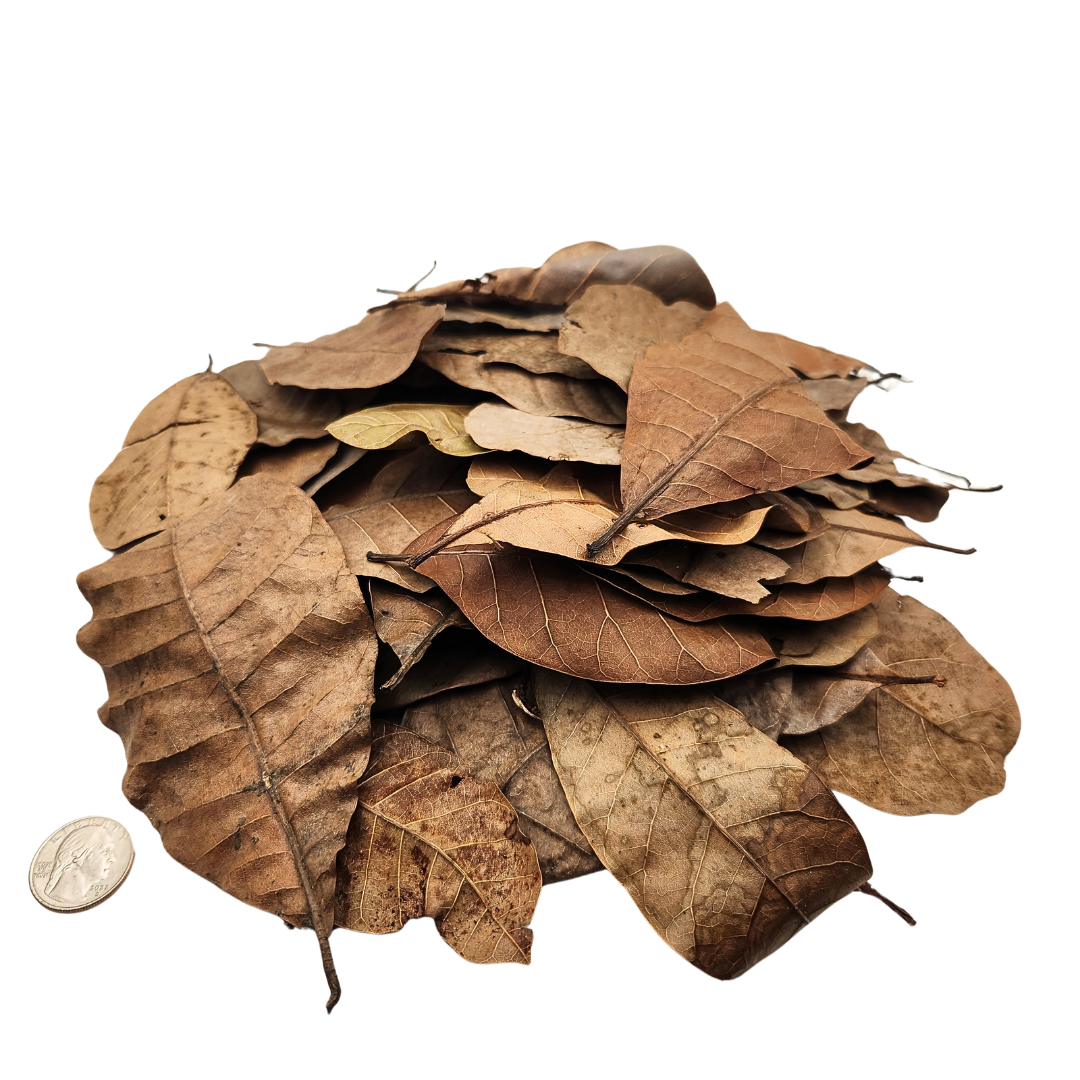 Peruvian Casho Leaf Litter (Anacardium occidentale) 1 oz Bag